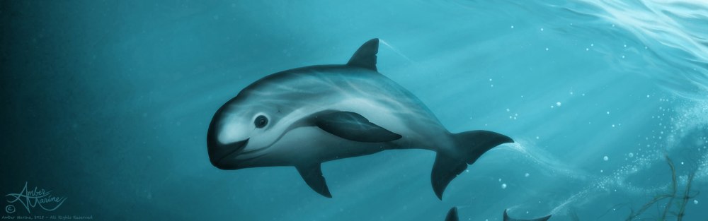 Vaquita Phocoena Sinus