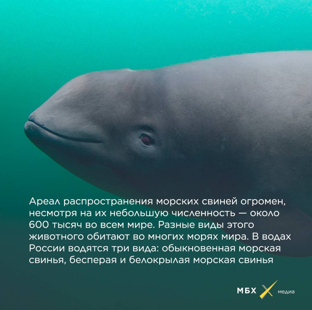 Морская свинья красная книга