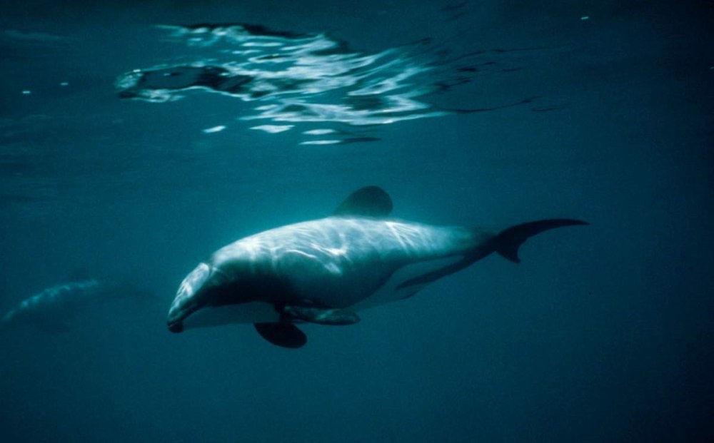 Калифорнийская морская свинья (Vaquita)