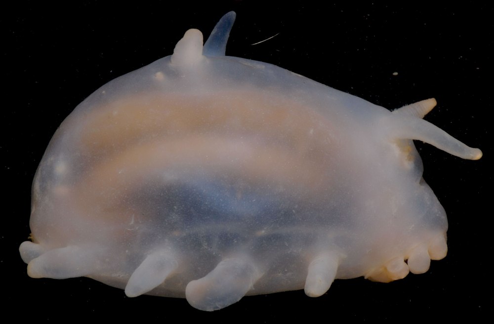 Scotoplanes globosa