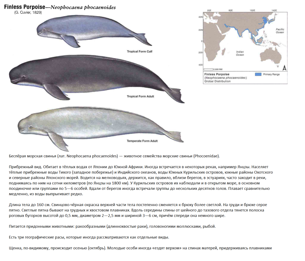 Бесперая морская свинья