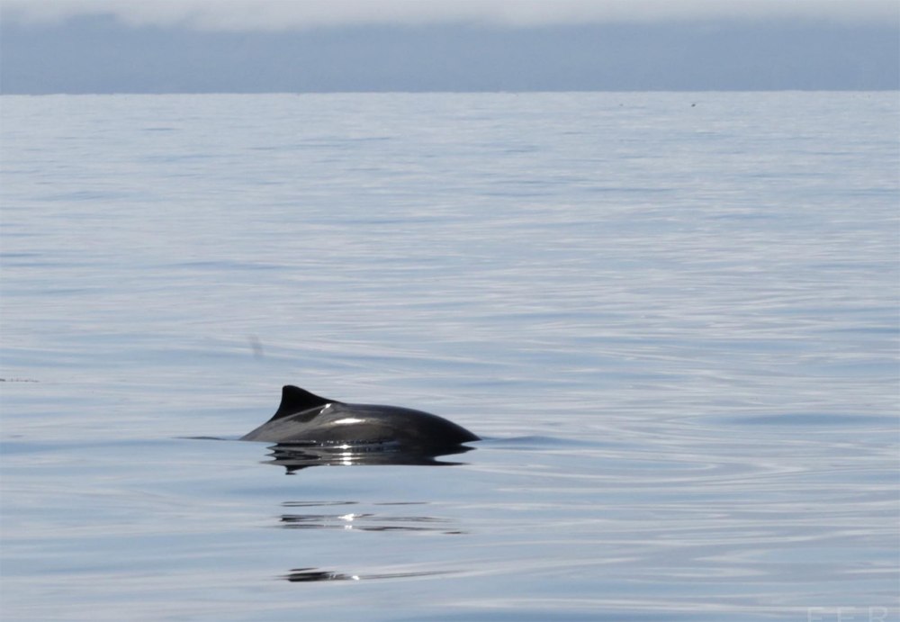 Кит МИНКЕ (Balaenoptera acutorostrata)