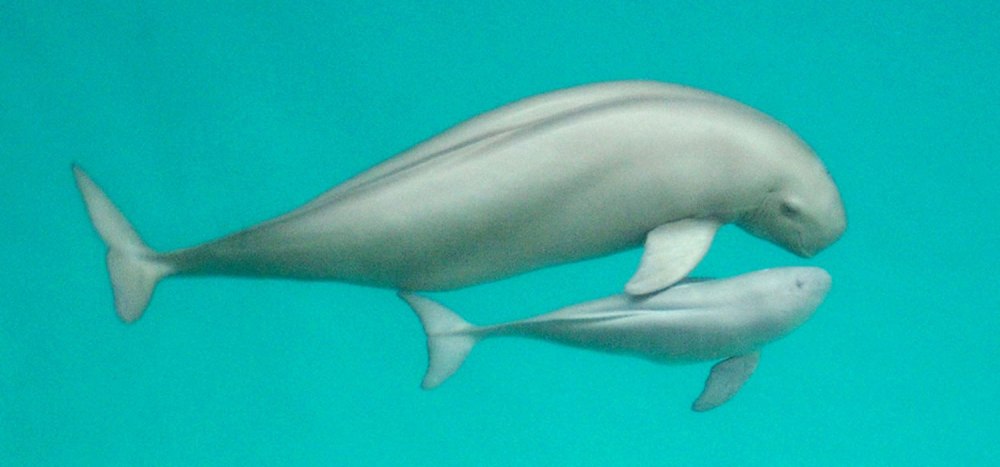 Морская свинья Североатлантический подвид