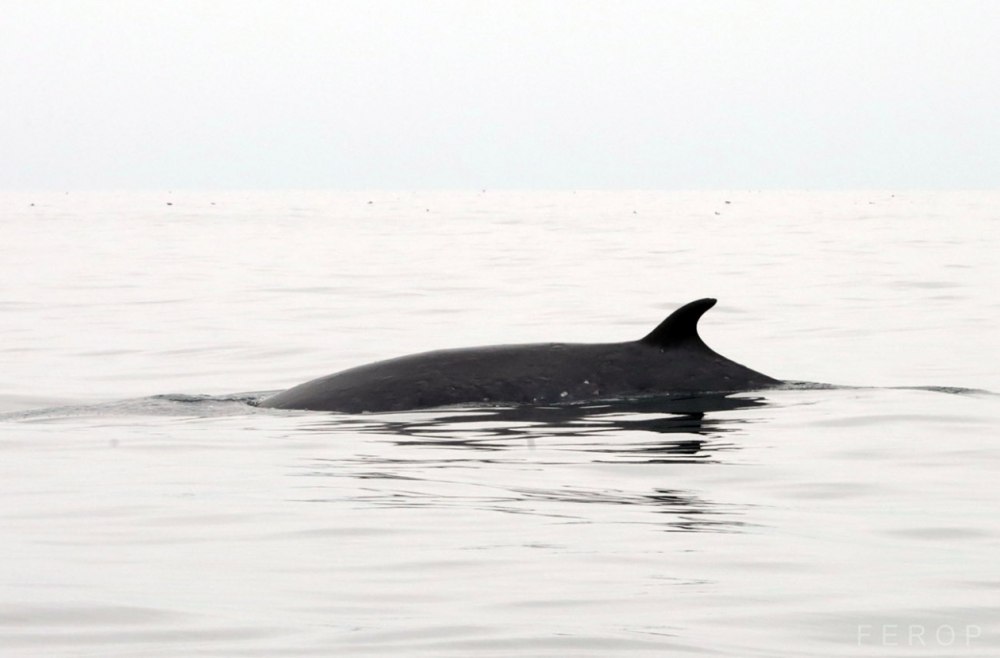 Кит МИНКЕ (Balaenoptera acutorostrata)