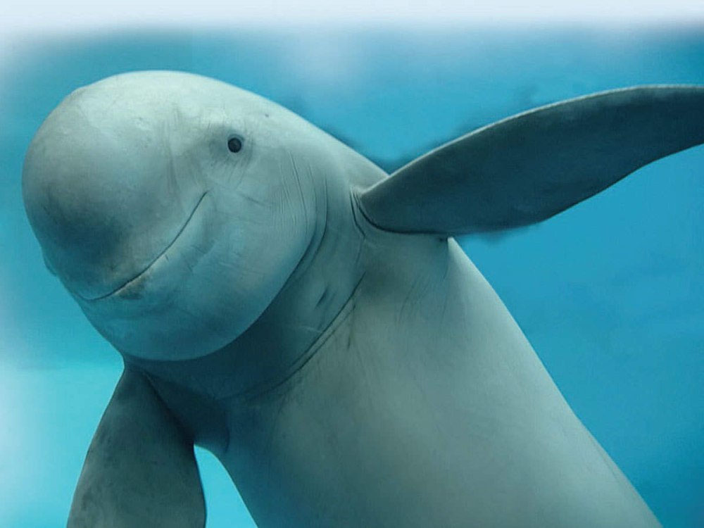 Yangtze Finless Porpoise