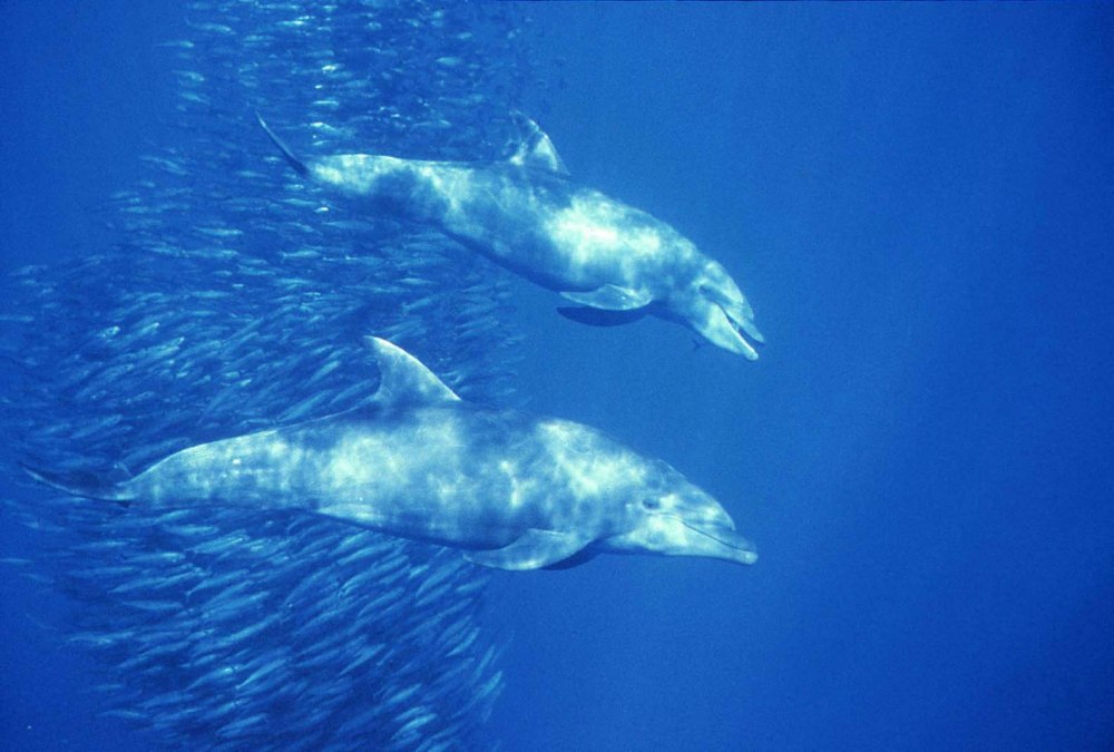 Diet of bottlenose Dolphin