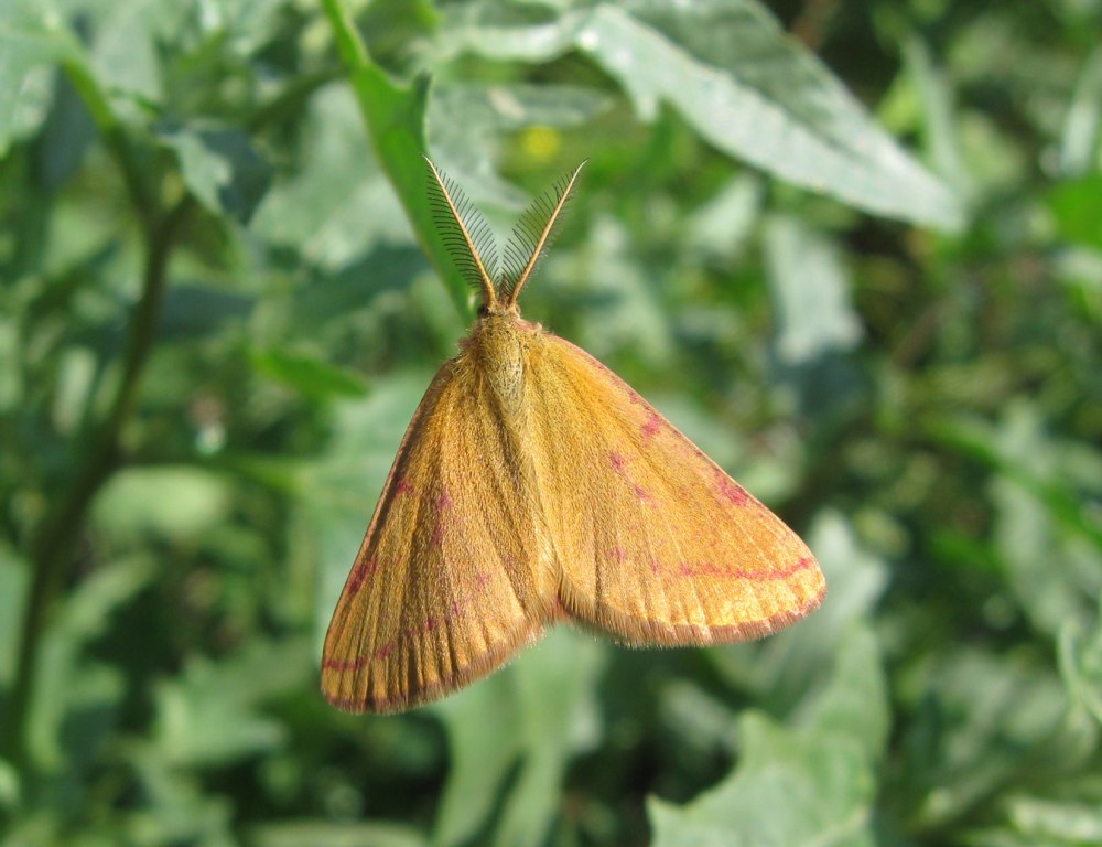 Lythria cruentaria