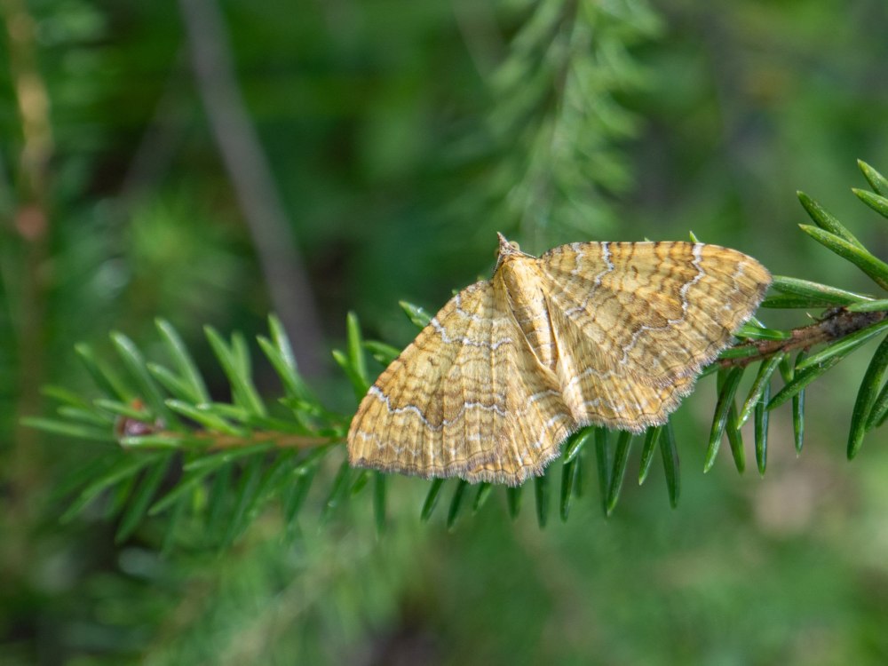 Congolapia bilineata