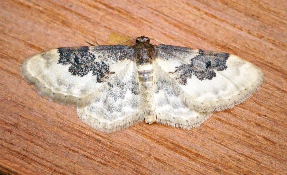 Idaea Rusticata