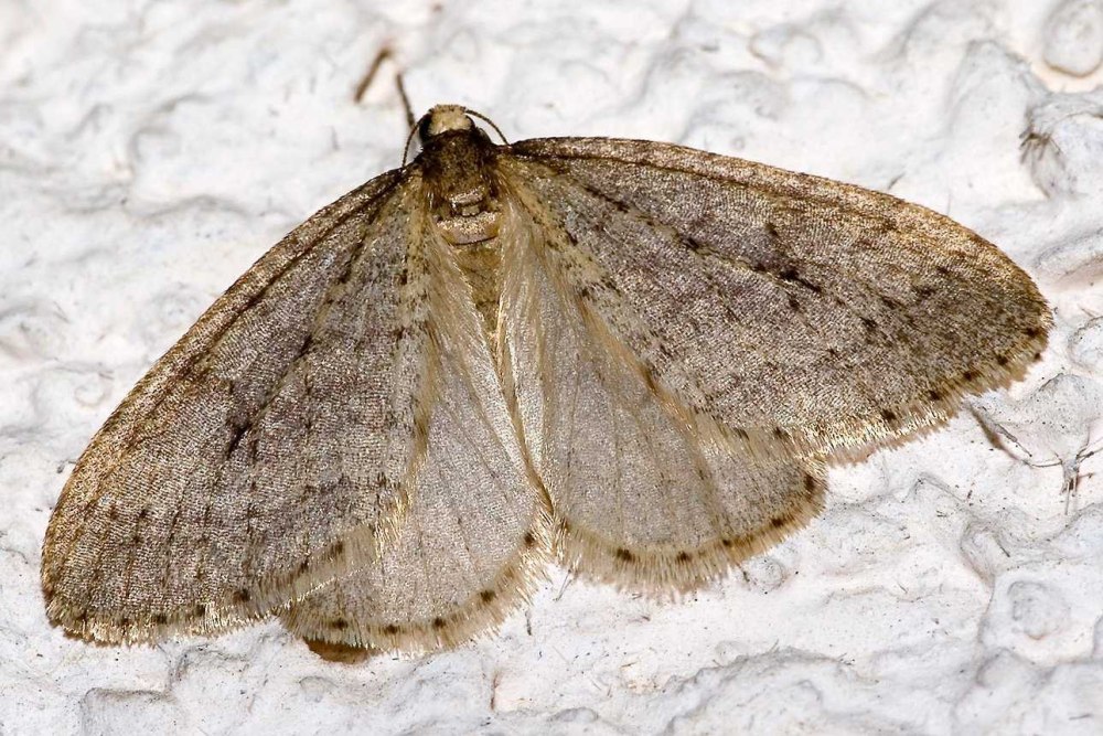 Operophtera brumata