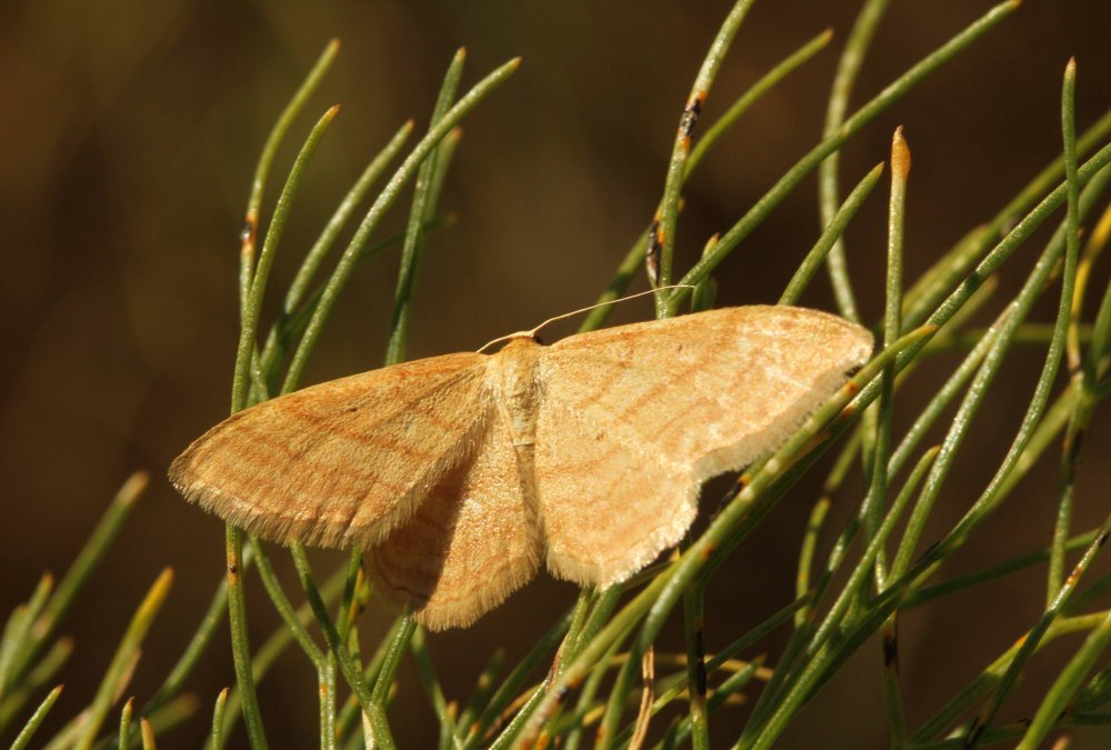 Пяденица idaea ochrata