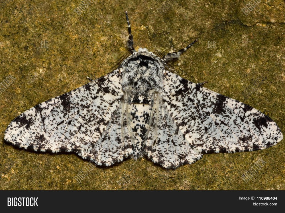 Peppered Moth Biston betularia