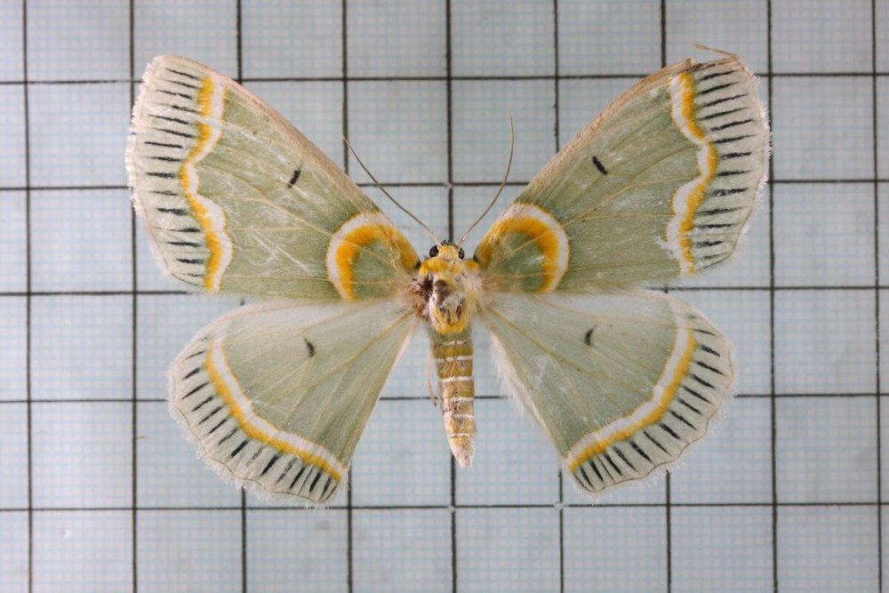 Пяденица великолепная (Iotaphora Admirabilis)