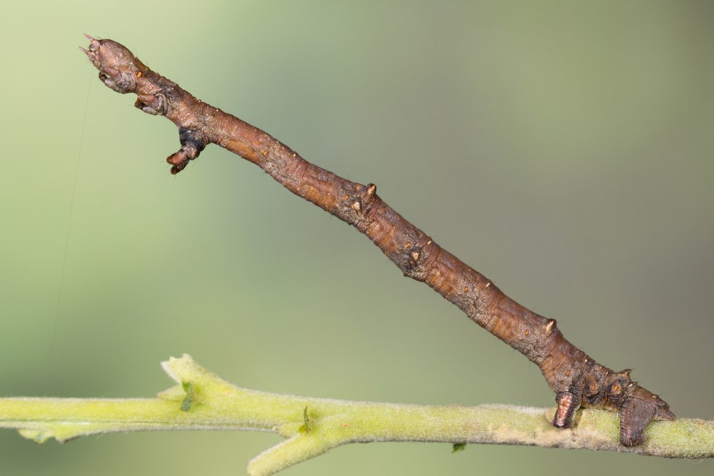 Ennomos quercinaria название