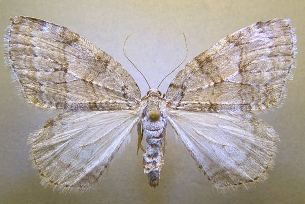 Epirrita autumnata