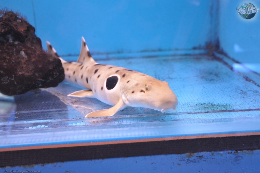 Одноплавниковая кошачья акула