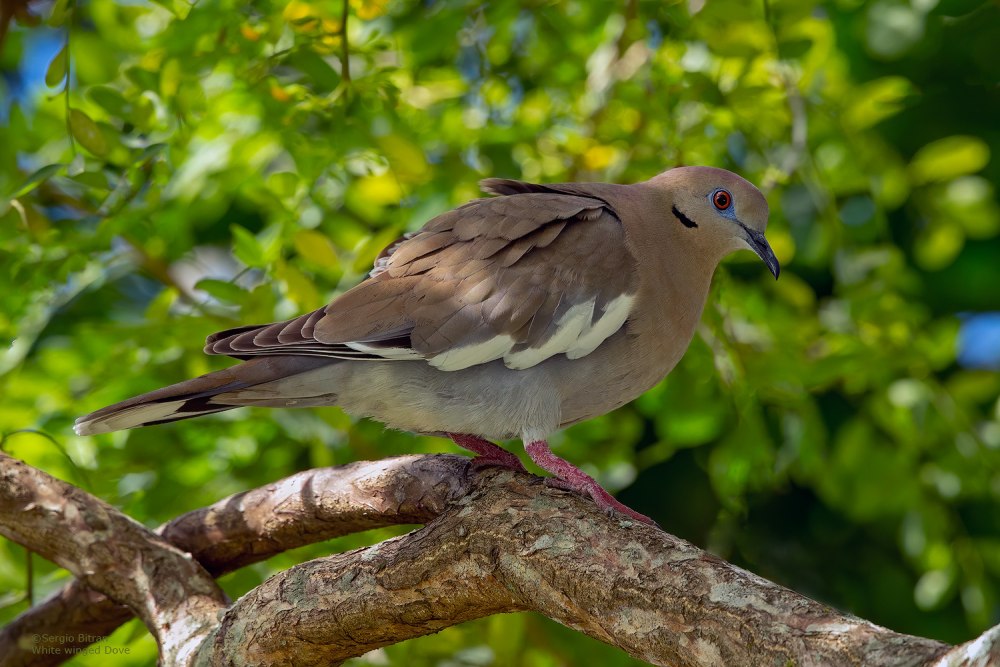 White-Winged dove
