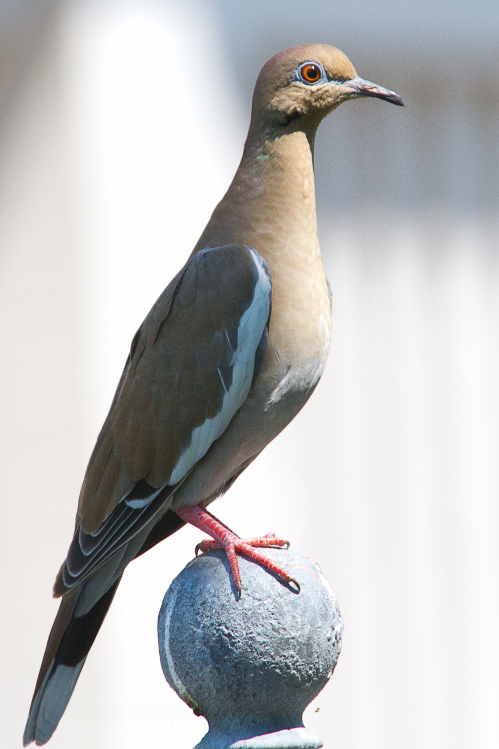White-Winged dove