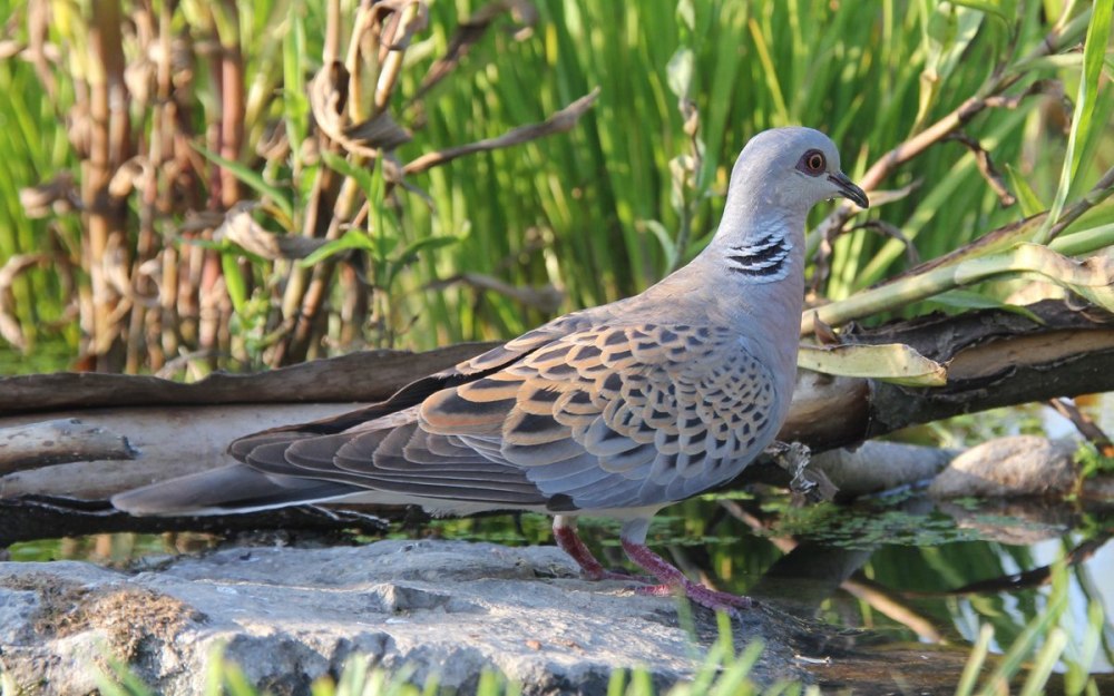 Обыкновенная Горлица (Streptopelia Turtur)
