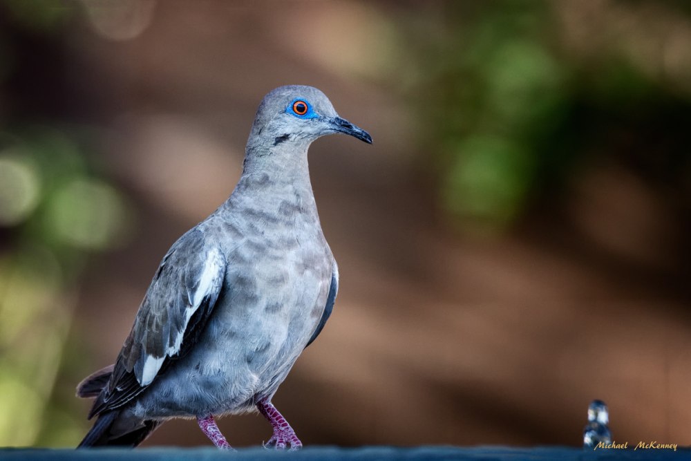 White-Winged dove