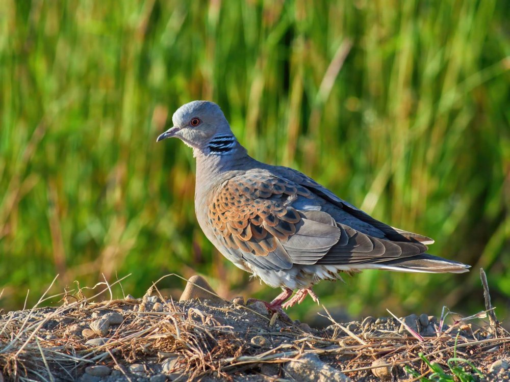 Streptopelia Turtur