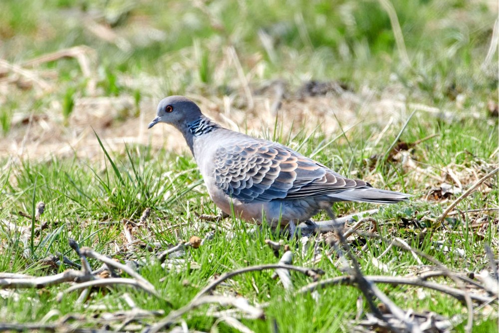 Горлица большая (Streptopelia orientalis)