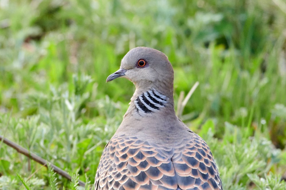 Горлица большая (Streptopelia orientalis)