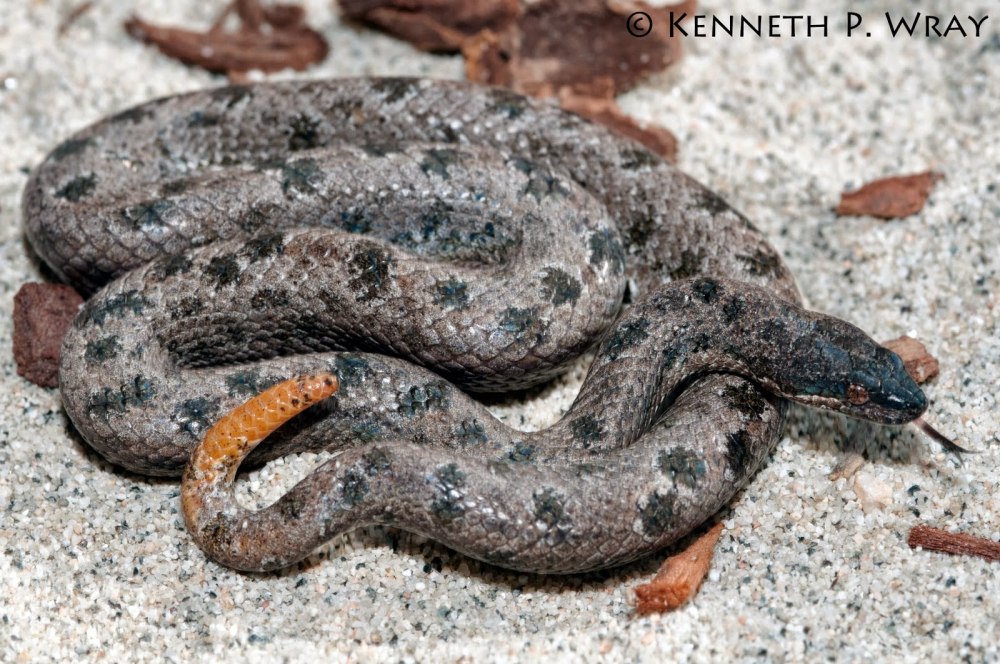 Tropidophis melanurus