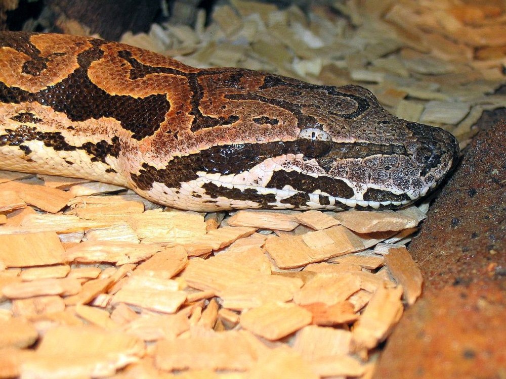 Acrantophis dumerili