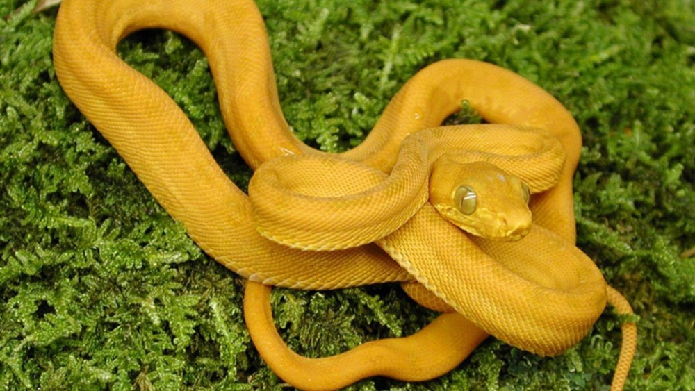 Corallus hortulanus