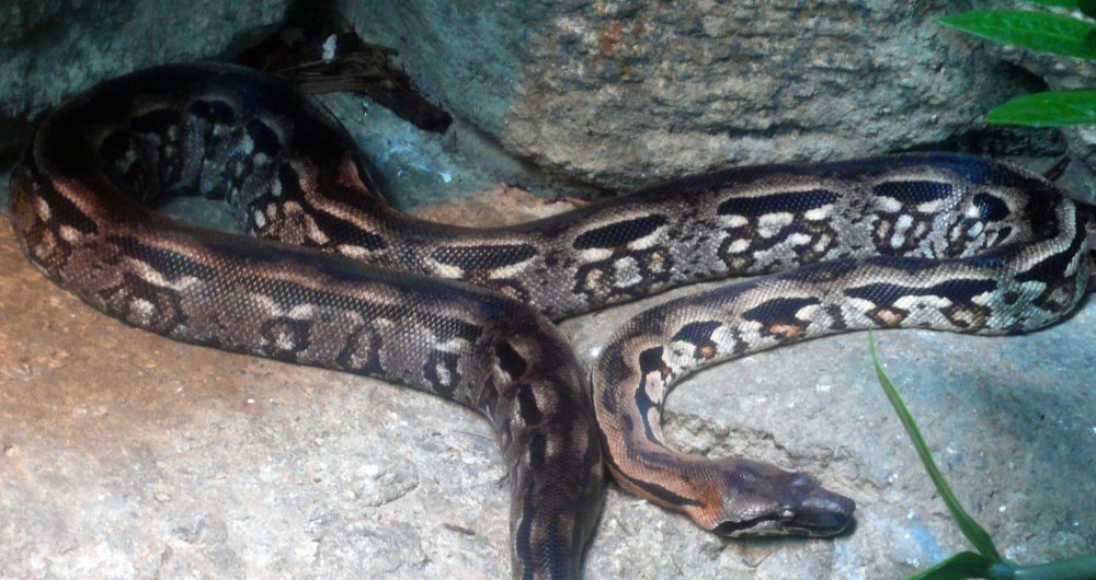 Acrantophis madagascariensis