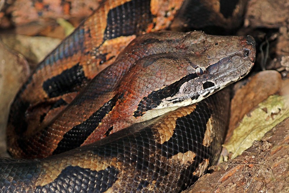 Acrantophis madagascariensis