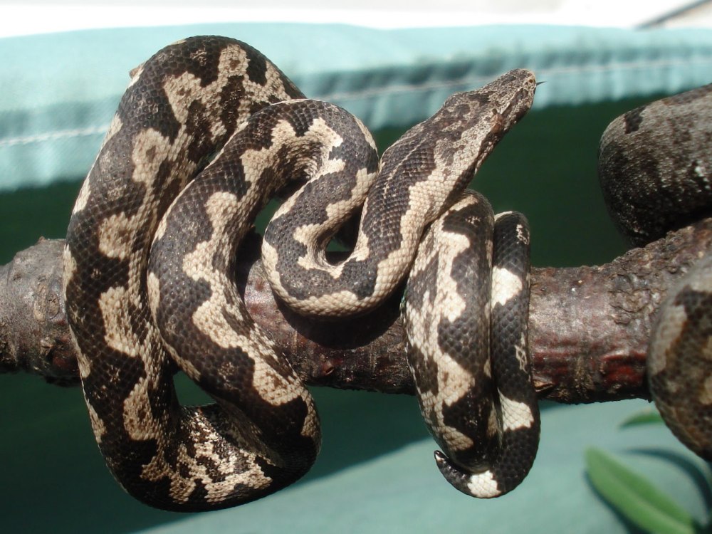 Candoia tepedelini