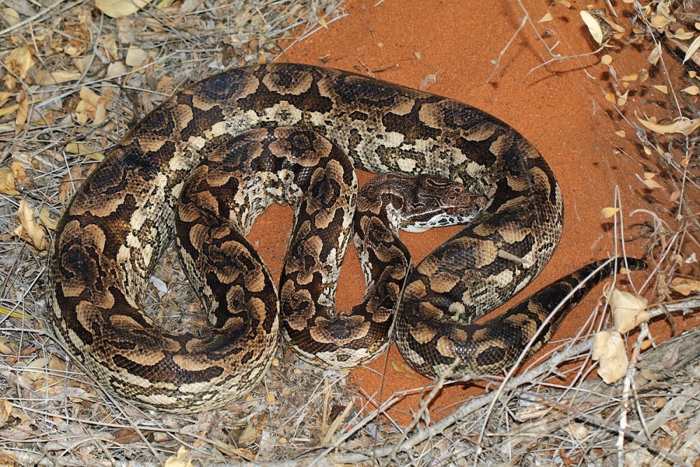 Acrantophis madagascariensis