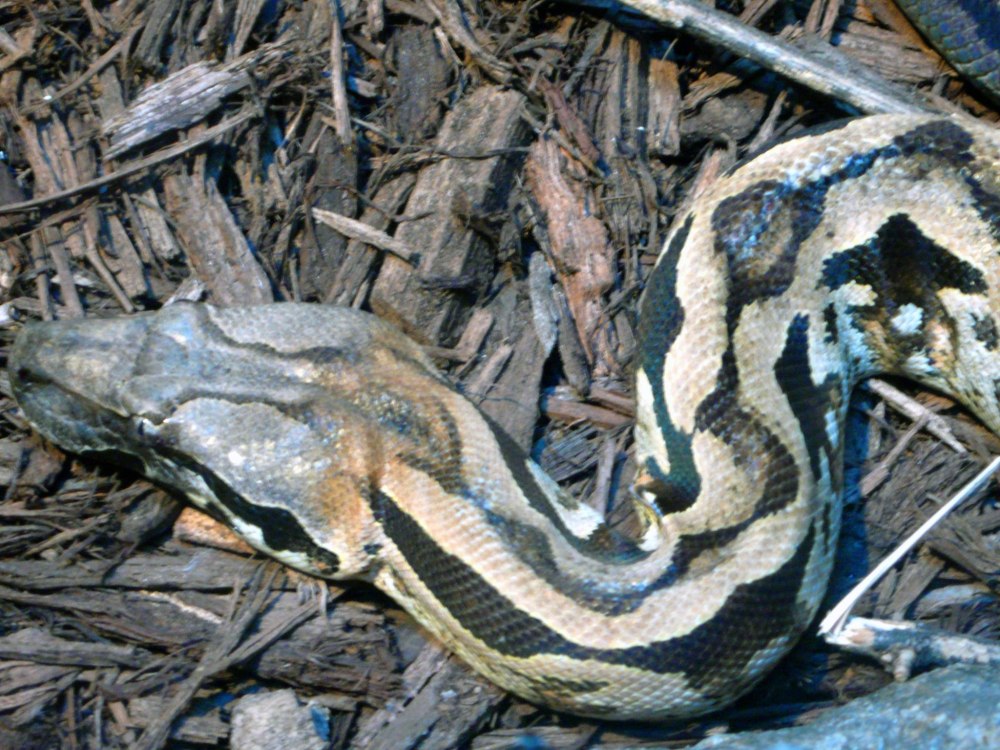 Дидимелес мадагаскарский (Didymeles madagascariensis)