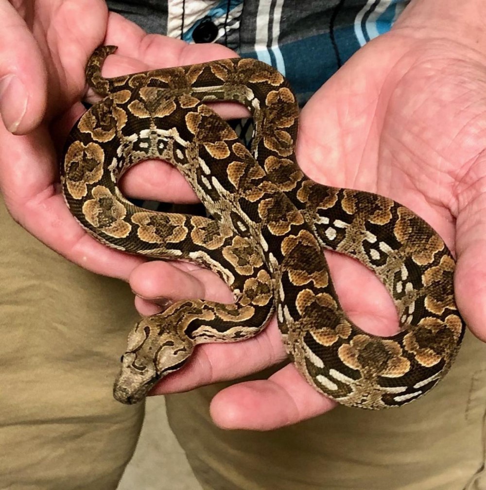 Acrantophis madagascariensis