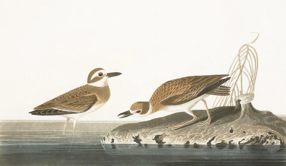 Зуйков картины