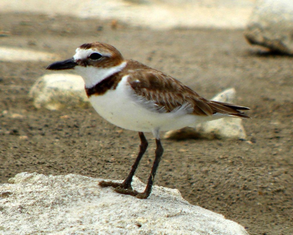 Зуёк Вильсона