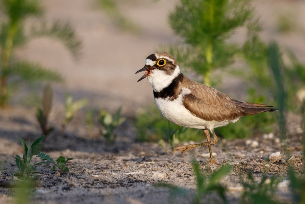 А зуек то у него торчит