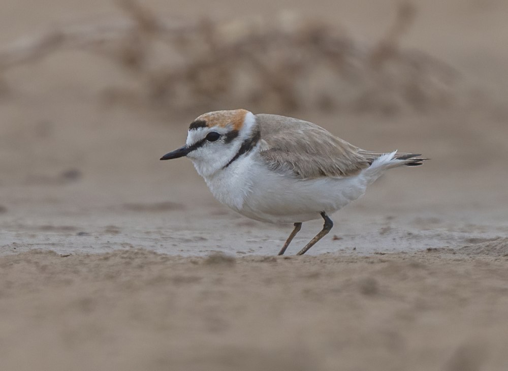Песочник Pelican
