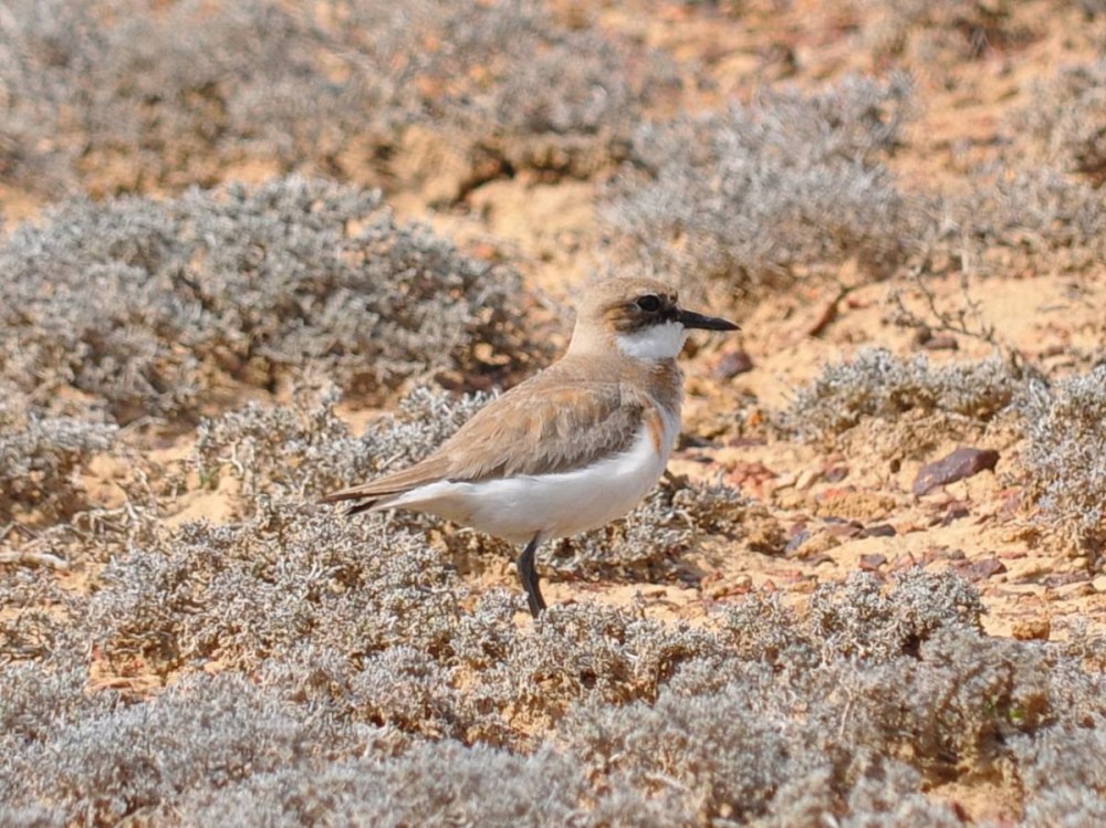 Большеклювый зуёк