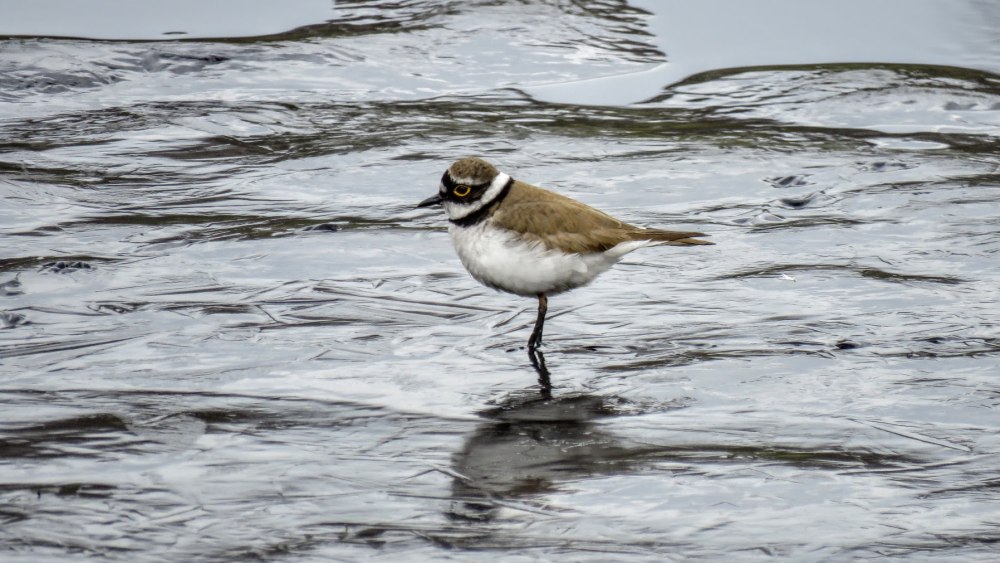 Зуёк Вильсона