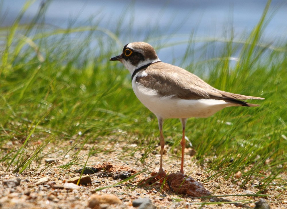 Зуек на берегу