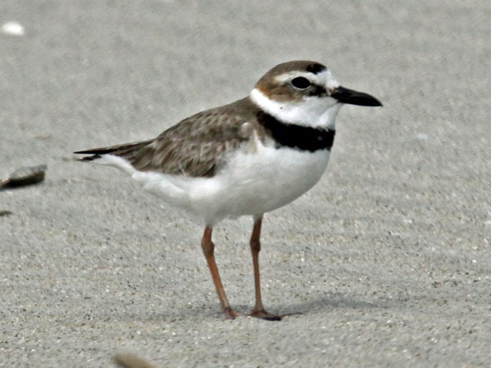Spurwing Plover