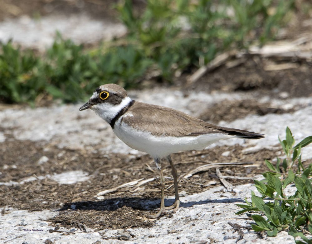 Зуёк Вильсона