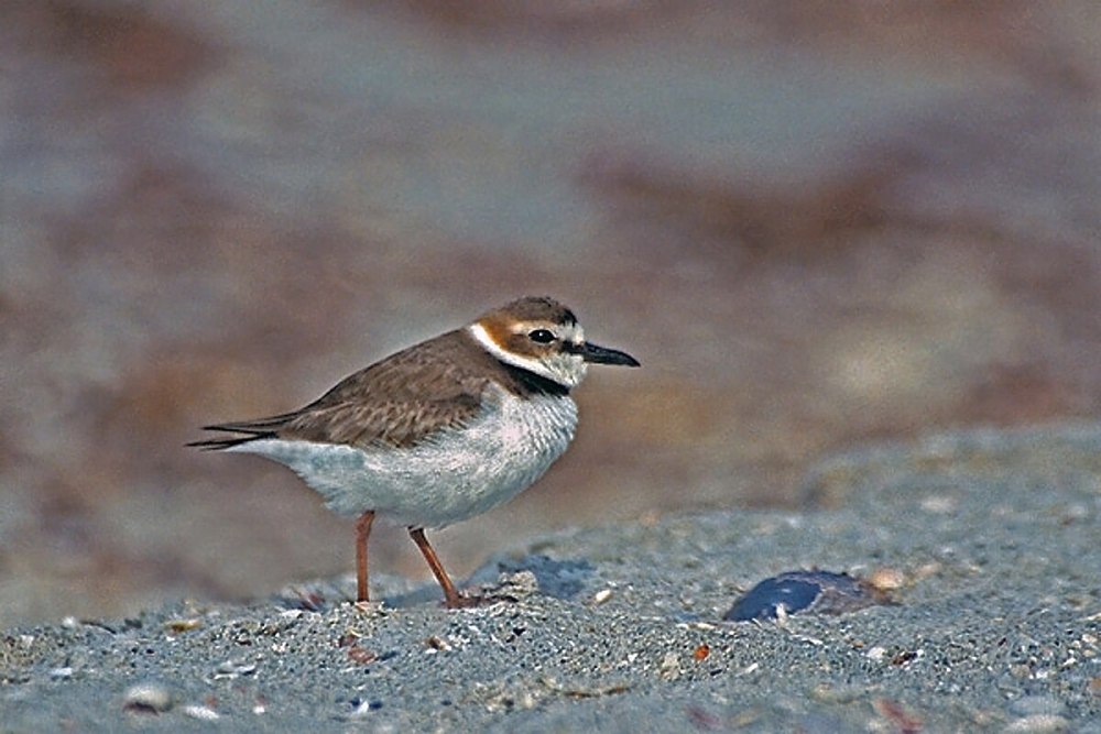 Plover плита