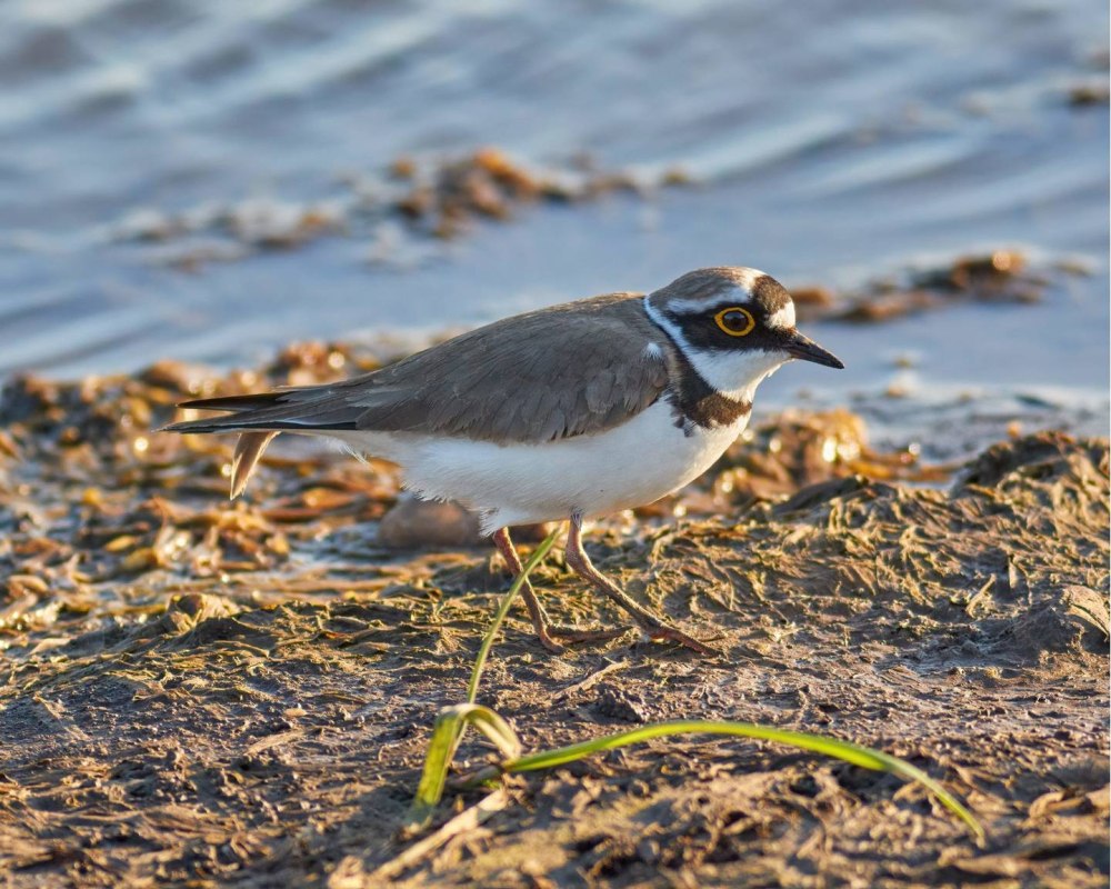Малый зуек самка