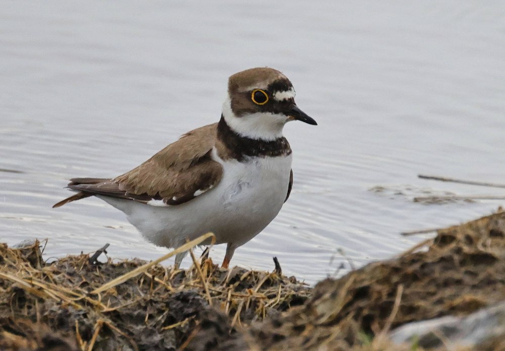 Зуёк птица желтый