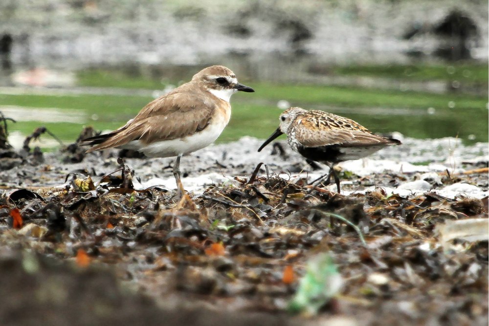 Молодой монгольский зуек