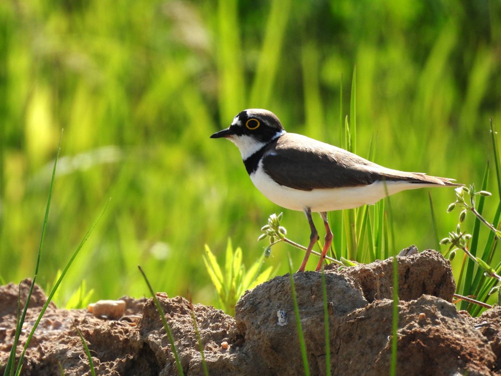Малый зуёк - Charadrius dubius